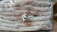 squid loligo vulgaris - Image 3