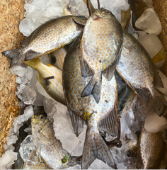 FROZEN RABBIT FISH - HIGH QUALITY - Image 2