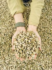 Green Coffee Arabica