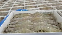 Shrimps Frozen / Dried - Image 1