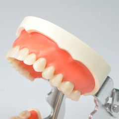 Dynamic Dental Teching Tooth Model for Clinic Use Origin China Material PVC Certification CE Trademark DYNAMIC Model NO. DYNAMIC - Image 5