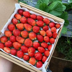 New Crop Premium grade Strawberry - Wholesale Natural Sweet Delicious Red Fresh Strawberry Vietnam Origin at Best Market Price – product photo 4, product detail gallery