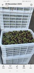Extra Virgin Olive oil – product photo 2, product detail gallery
