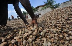 RAW CAHSEW NUTS / RAW CAHSEW NUTS in SHELL, CASHEW KERNELS, RAW CASHEW GARDE WW180, WW240, WW320, WW450 for SALE WHATSAP +255762500052 - Image 4