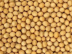 Premium Grade Non-GMO Soybeans Great for Soy Milk and  Organic Non-Certified 2016 - Image 2