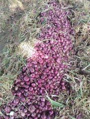 Fresh Red Onion (Indian Origin) – product photo 2, product detail gallery