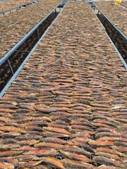 Dried Maasi (Maldive Fish / Masmin) – Hard Dried Tuna, Indian Origin – product photo 4, product detail gallery