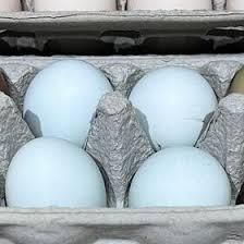 Wholesale Fresh White Chicken Eggs Supply - Image 5