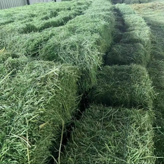 Fresh Harvest 20% Protein Alfalfa Hay For Livestock Nutrition Premium Green Alfalfa Hay For Export Quality Bulk Supply - Image 3