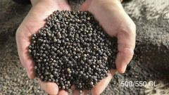 Black pepper - Image 2