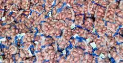 Pakistan Fresh Potatoes Mozika Red Yellow, FOB Karachi - Image 5
