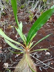 Live Myrmecodia archboldiana (Ant Plant) from Papuan indonesia - Image 1