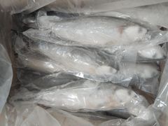 Frozen Milkfish - Image 5
