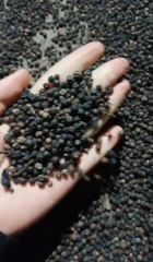 BLACK PEPPER - Image 1