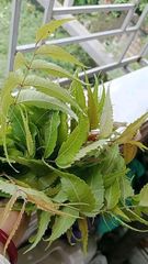 Neem Leaves - Ortegax 