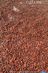 coca beans – product photo 3, product detail gallery