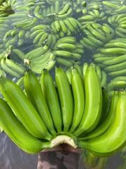 🍌 Premium Export-Quality Fresh Bananas | Naturally Ripe & Chemical-Free | Kenhar enterprises - Image 1