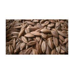 Bulk supply pili nuts wholesale top grade fast delivery exporter – product photo 1, product detail gallery