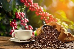 Buy Arabica Coffee Beans High Quality Fresh Roasted Beans With Smooth Taste And Strong Aroma Buy Fast Delivery Premium Quality Wholesale Naturally Ideal For Espresso And Filter - Image 4