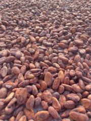 Cocoa Beans – product photo 3, product detail gallery