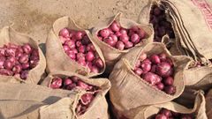 Fresh Indian Onions Nasik - Image 5