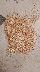 Sesame, Ground nutaize - Image 1