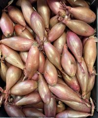 Holland & France Shallot - Image 1