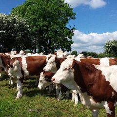 Healthy Holstein Friesian Cows Excellent Milk Production Strong Body Condition Buy Premium Dairy Livestock - Image 4