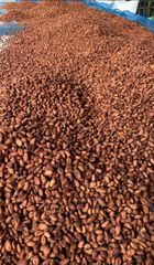 Cocoa Beans – product photo 1, product detail gallery