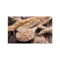Premium wheat grains supplied in bulk for wholesale buyers with factory price advantage - Image 4