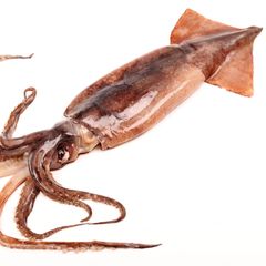 top selling fozen black squid from factory in bulk to export for wholesales - Image 1