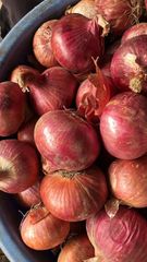 Onion – product photo 2, product detail gallery