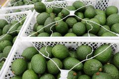 avocado hass - Image 2