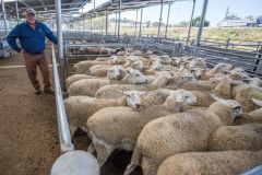 Merino Sheep Weight (kg) 4.5 Place of Origin South Africa Meat Yield Per Sheep Just Over 6 Kg Dominant Breed Merino And Merino Derivates - Image 4