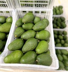 Best Seller Kenya Hass Avocado -Delivery World Fresh Hass Avocado at Cheap Price - Image 2