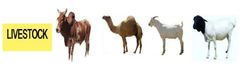 livestock - Image 2