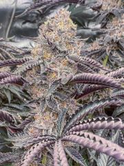 Cannabis - Image 5