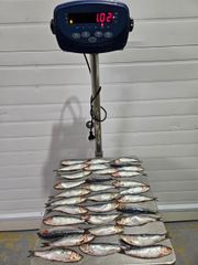 AUSTRAL SARDINES 2X10 KG FROZEN BLOCKS - Image 3