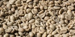 Premium Green Coffee Beans Wholesale | Bulk Arabica Coffee and Robusta Coffee Beans - Image 2