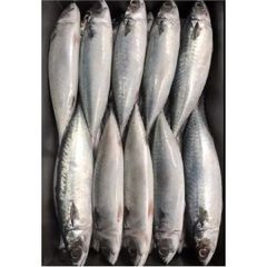 Frozen Horse Mackerel /Pacific/Indian/Atlantic Mackerel fish for competitive rates - Image 2