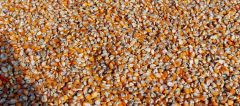 Yellow Maize, Origin Myanmar – product photo 2, product detail gallery