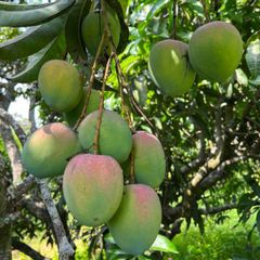 Hot Selling Best Quality Fresh Natural Healthy Mango Fruit Sweet Flavor Available At Wholesale in Reasonable Price - Image 2