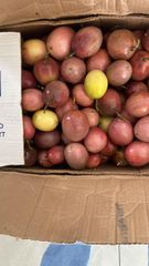 Passion fruit – product photo 1, product detail gallery