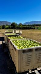 FRESH GOLDEN DELICIOUS APPLES FOR SALE!! CLASS 1 EXPORT QUALITY GOLDEN DELICIOUS APPLES FOR EXPORT – product photo 2, product detail gallery