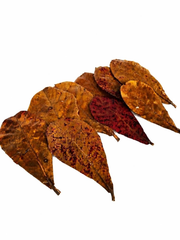 dried cattapa leaves – product photo 1, product detail gallery