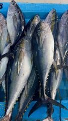 Yellowfin tuna - Image 2