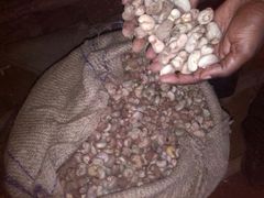 CASHEW NUTS - Image 3