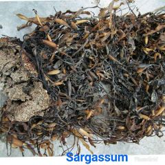 Macrocystis Dried seaweed Brown from peru - Image 2