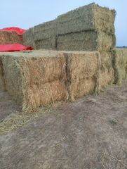 Premium Rhodes grass - Image 1
