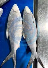 FROZEN MILK FISH - HIGH QUALITY – product photo 2, product detail gallery